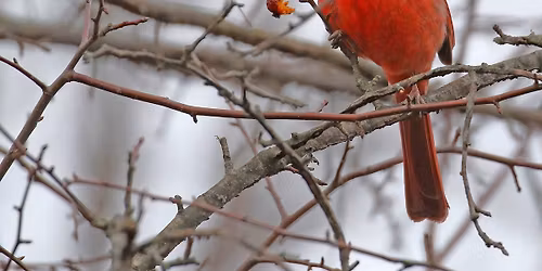 Birding Sunday: February 1st