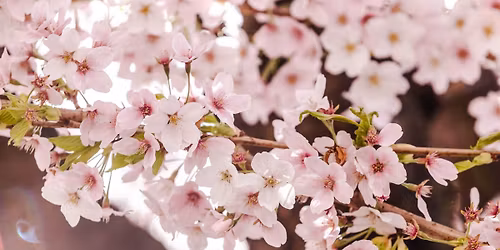 Cherry Blossom Park Minis \ud83c\udf38