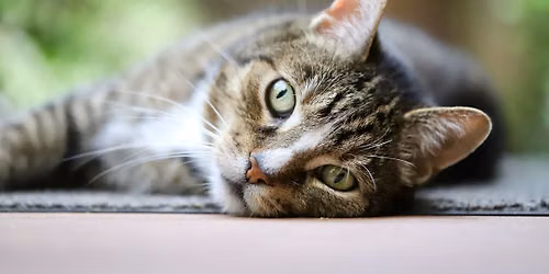 In-Person Donation Class: Cat Yoga at the Humane Society of Marathon County