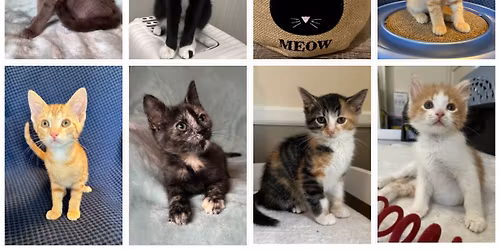 Meet & Greet Adoption Event!