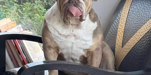 South East (Kent) Bulldog Walk for GBSR UK