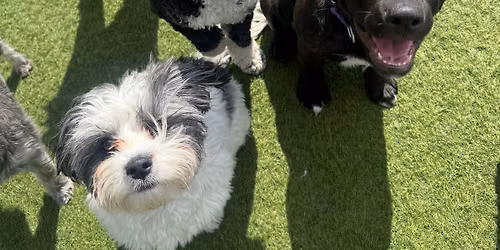 Puppy socialization group