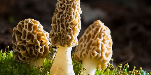 Wee Wednesday - Wild Things