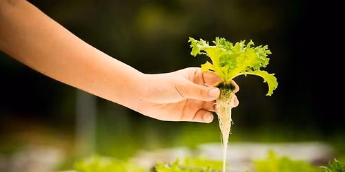 Hydroponics