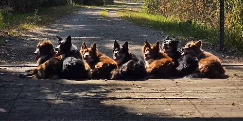 Pack Work in the Park