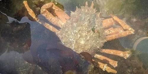 Extreme Rockpool Safari