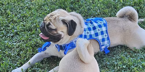 LV Pugs of The East Unite!