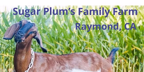 Machado Winter Craft Faire