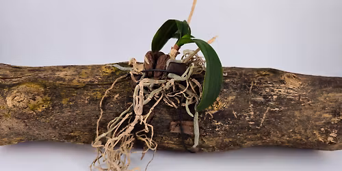 Driftwood Mounted Orchids Workshop