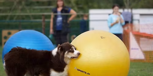 Terugkomdag Treibball Instructeurs