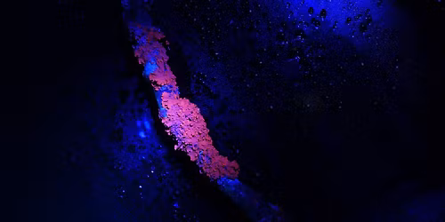 Illuminate: Biofluorescence in Nature