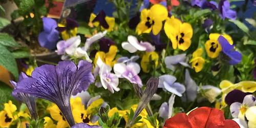 Michael Sobell House Annual Plant Sale