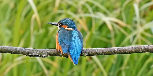 Local nature walk at Stratford Greenway