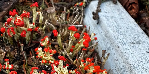 Field Leader Certification Program