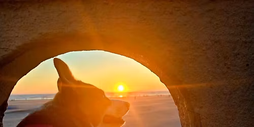 2026 Corgi Beach Takeover - Bark Trek: The Next Pup-Eration