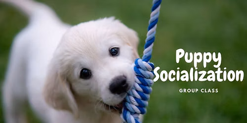 Puppy Socialization