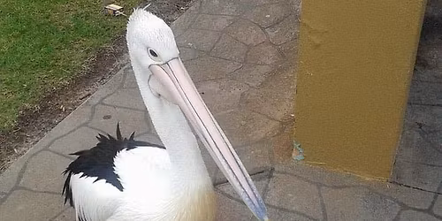 Restore Your Pelvic Floor Information Night