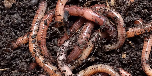 Charming Worms