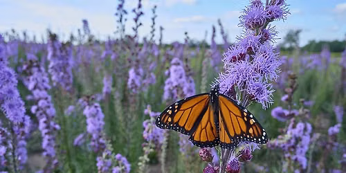 Chasing Monarchs: Explorer Jaime Rojo