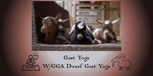 Goat Yoga with GGA Dwarf Goat Yoga