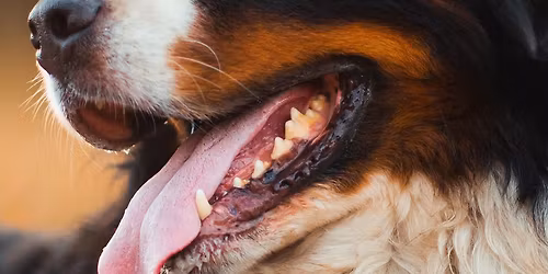 Level 4 - Canine behaviour in a hydrotherapy setting