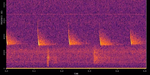 Parks After Dark: Ultrasonic Bat Detector