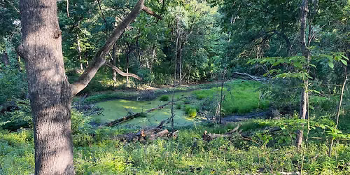 Making Space for Native Plants