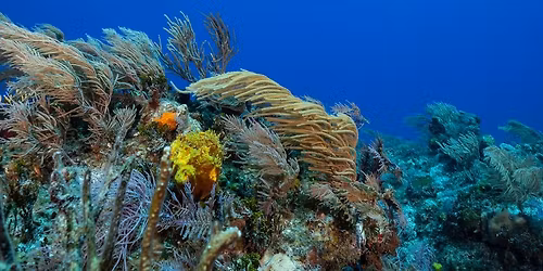 SDI Deep Diver Course - See details for dates