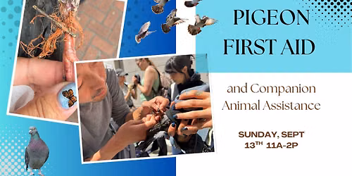 Pigeon First Aid & Companion Animal Care