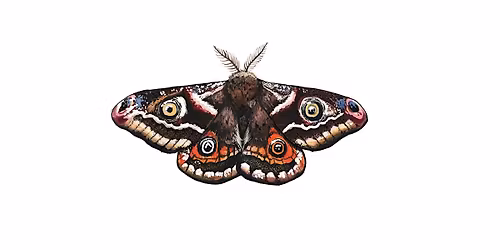 Moth trap processing