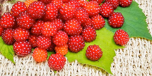 Edible Plants and Mushrooms of Summer-FREE Presentation