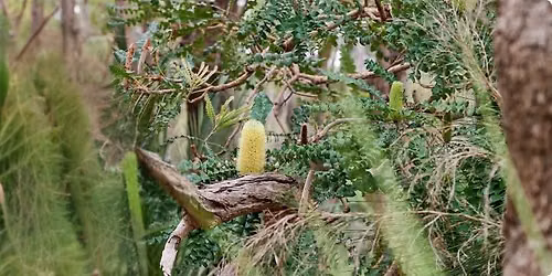 How gardeners can support Banksia Woodlands