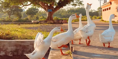 L'OCA E IL VIN NOVELLO