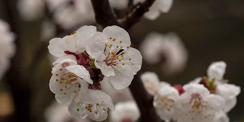 Gy\u00fcm\u00f6lcsf\u00e1k olt\u00e1sa - gyakorlati bemutat\u00f3