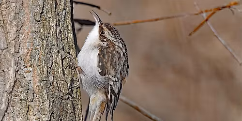 April Bird Walk - Cowles Bog During Spring Migration