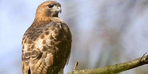 Birding for Beginners