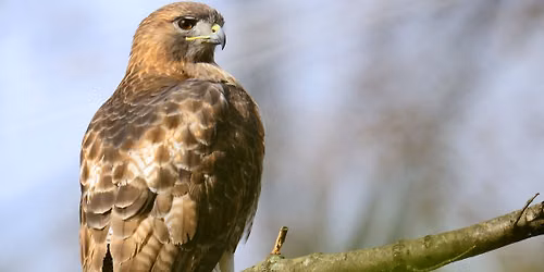 Birding for Beginners