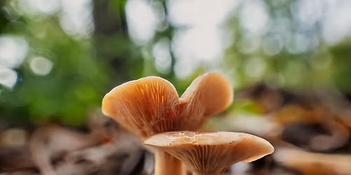 Discover the Hidden Fungi of Studland: A Guided Walk with Andy Knott