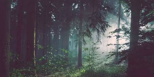 Forest Bathing at Palisades Park