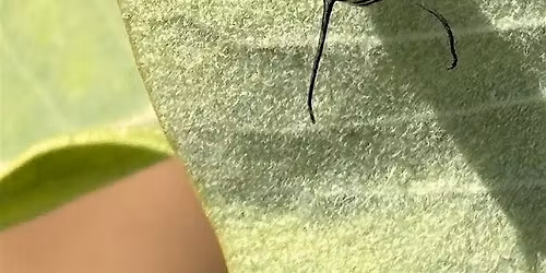 Celebrate Monarch Day