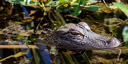 Swamp Things
