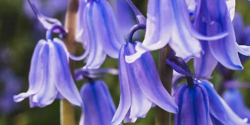 Spring Open Garden & Family Fun Day at Tregrehan