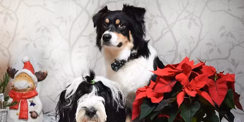 V\u00e1noce v DABU - sranda z\u00e1vod 