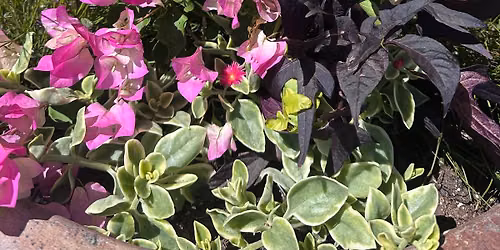 Summer Blooms Floral Workshop