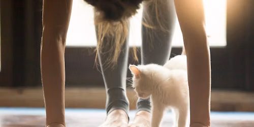 Purr-fect Pose Kitten Yoga