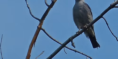 Veterans Park Bird Walk