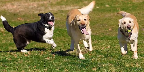 Paws & Play : Pet community and social event