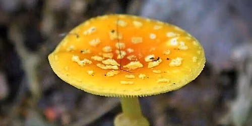 TRY IT! Beginner\u2019s Mushroom Walk at Girty\u2019s Woods