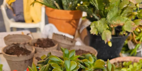 Master Gardeners at Waco Downtown Farmers Market: Succulents