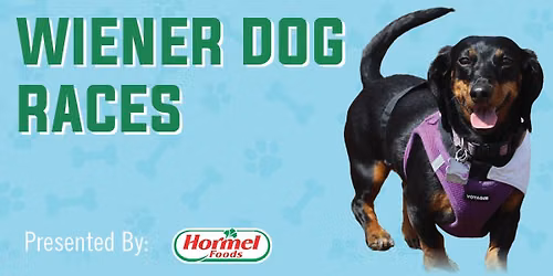 Wiener Dog Races